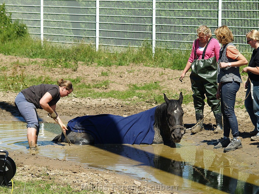 Pferd in Not Koeln Porz Gremberghoven P101.JPG